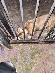 Found/Stray Male Dog last seen Western/ exposition , Los Angeles, CA 90018