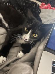 Lost Male Cat last seen Valley Drive and Old Topanga, Topanga, CA 90290