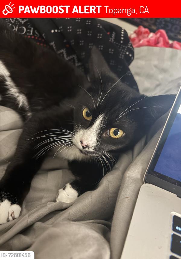 Lost Male Cat last seen Valley Drive and Old Topanga, Topanga, CA 90290