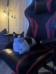 Lost Female Cat last seen Abberley road , Hunt's Cross, England L25