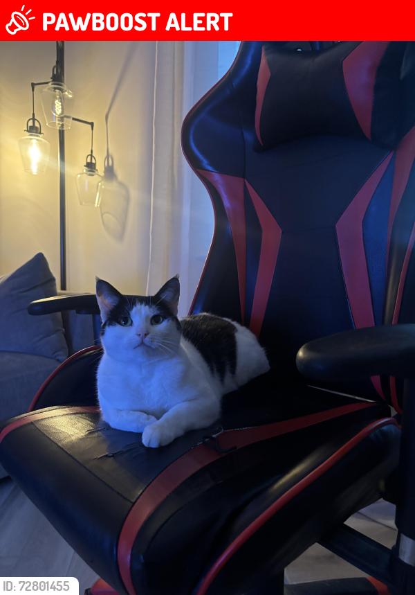 Lost Female Cat last seen Abberley road, Hunt's Cross, England L25