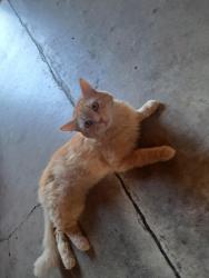 Lost Male Cat last seen Monroe Street , Carlyle, IL 62231