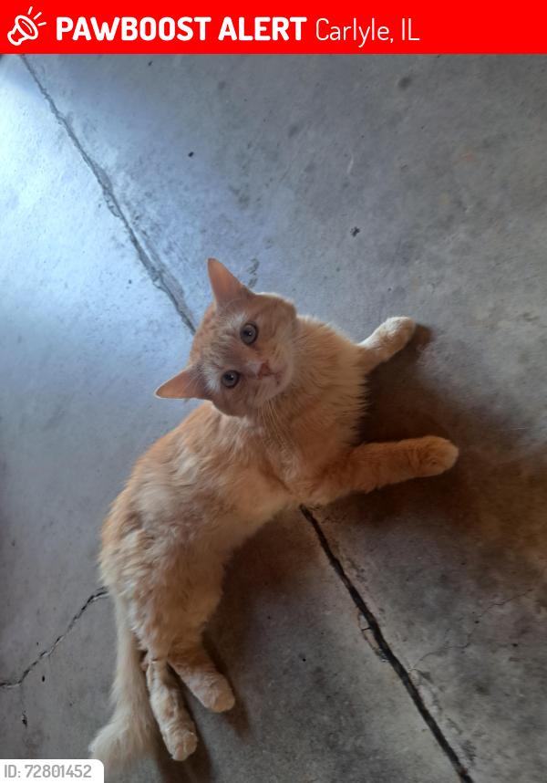 Lost Male Cat last seen Monroe Street , Carlyle, IL 62231