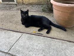 Found/Stray Unknown Cat last seen Pico & Barrington, Los Angeles, CA 90064