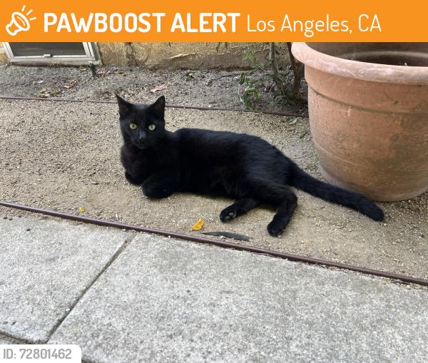 Found/Stray Unknown Cat last seen Pico & Barrington, Los Angeles, CA 90064
