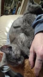 Lost Female Cat last seen Northern Blvd , Independence, MO 64052