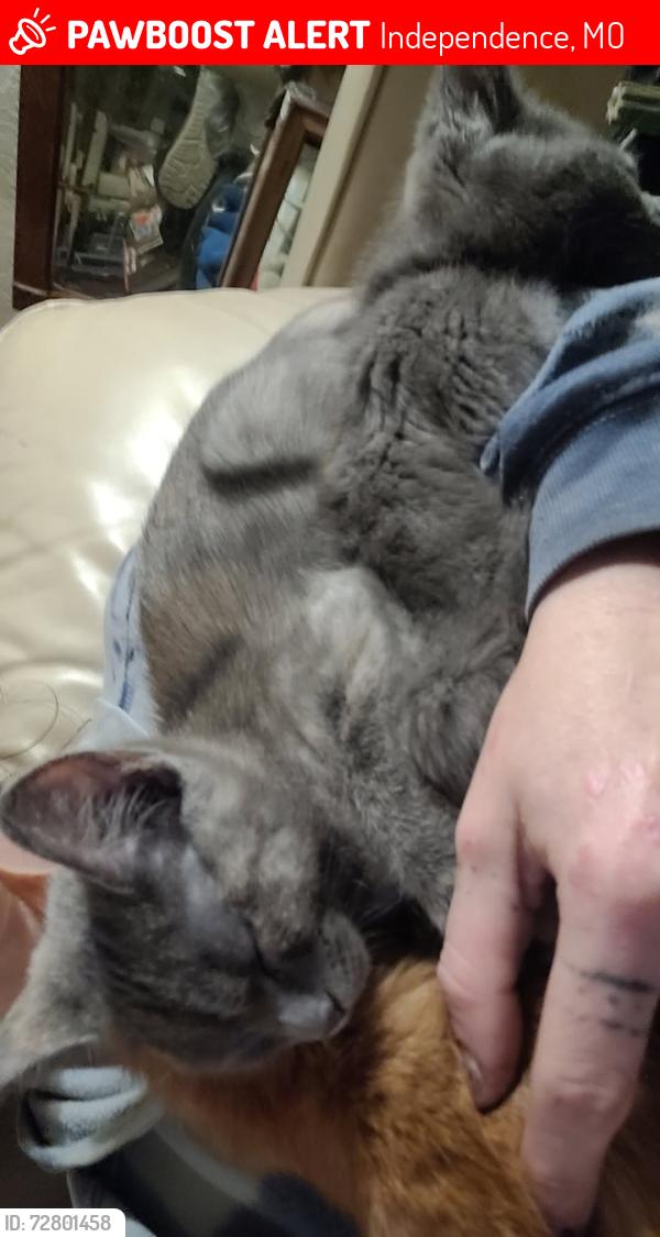 Lost Female Cat last seen Northern Blvd , Independence, MO 64052