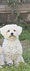 Lost Male Dog last seen Woodley , Los Angeles, CA 91325