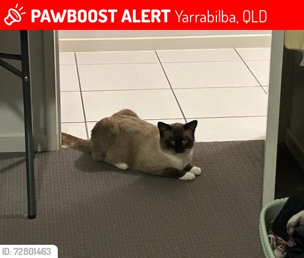 Lost Male Cat last seen Yarrabilba Community Garden, Yarrabilba, QLD 4207