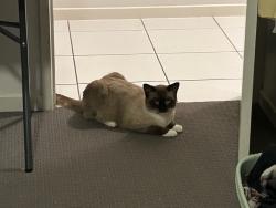 Lost Male Cat last seen Yarrabilba Community Garden, Yarrabilba, QLD 4207