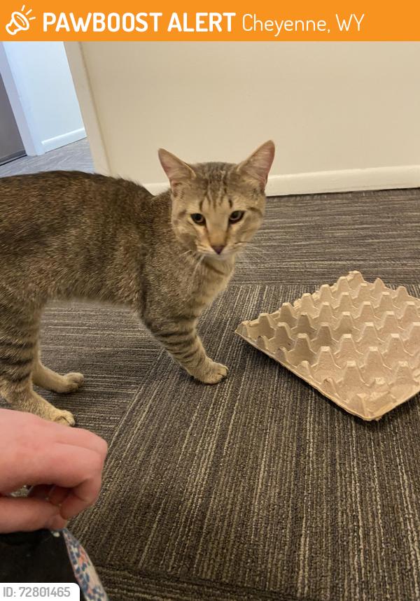 Found/Stray Male Cat last seen City brew, Cheyenne, WY 82009