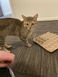 Found/Stray Male Cat last seen City brew, Cheyenne, WY 82009