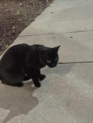 Found/Stray Unknown Cat last seen Next to the rubios , San Diego, CA 92115