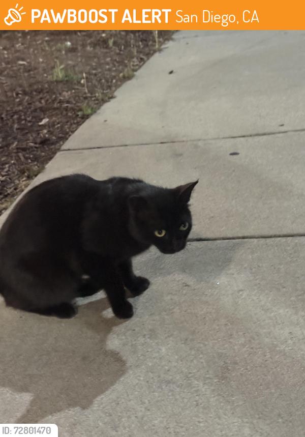 Found/Stray Unknown Cat last seen Next to the rubios , San Diego, CA 92115