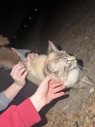Found/Stray Male Cat last seen Hunt Fountain Park, Lakeland, FL 33810