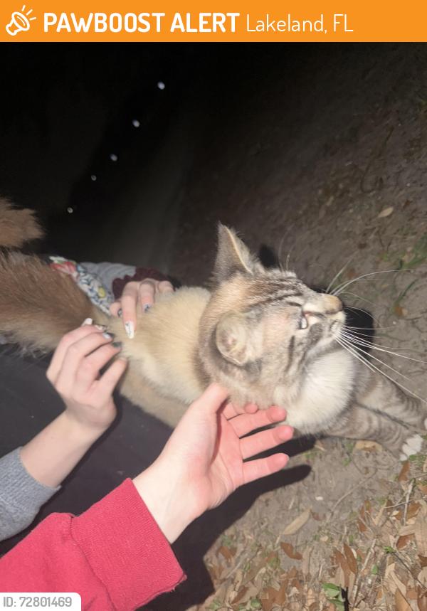 Found/Stray Male Cat last seen Hunt Fountain Park, Lakeland, FL 33810
