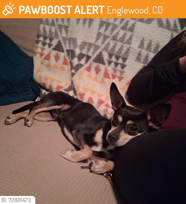 Found/Stray Male Dog last seen E. Lehigh and s. Grant, Englewood, CO 80113