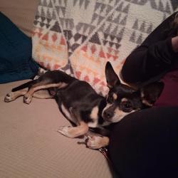 Found/Stray Male Dog last seen E. Lehigh and s. Grant, Englewood, CO 80113