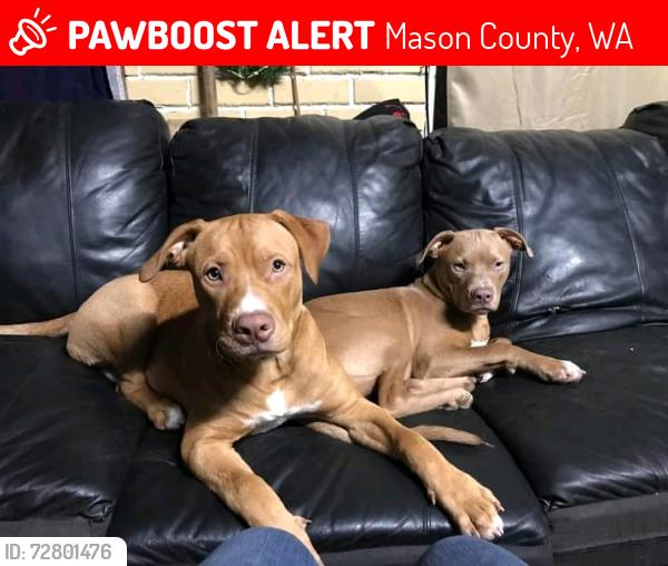 Lost Male Dog last seen Hiway 101, Mason County, WA 98555