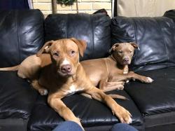 Lost Male Dog last seen Hiway 101, Mason County, WA 98555