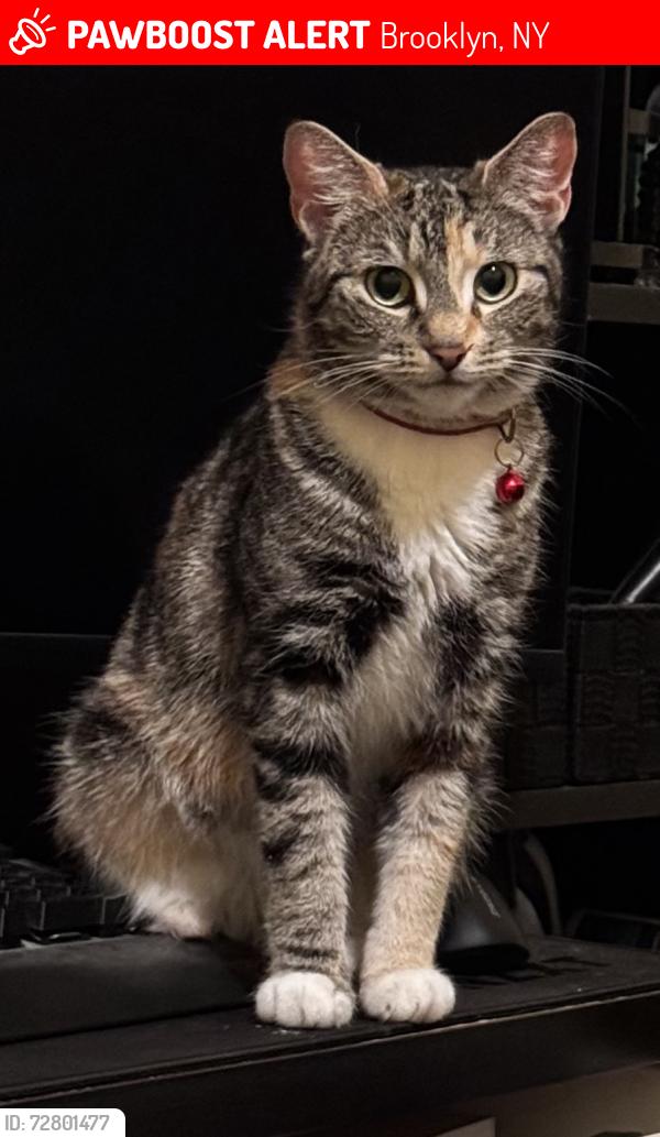 Lost Female Cat last seen Ditmas park rehab center , Brooklyn, NY 11226