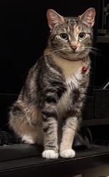 Lost Female Cat last seen Ditmas park rehab center , Brooklyn, NY 11226