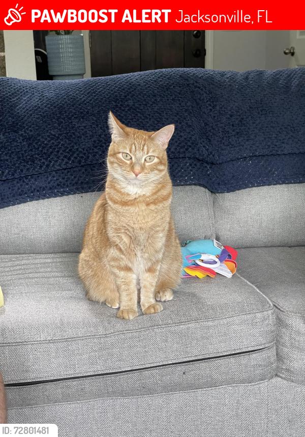 Lost Female Cat last seen Atlantic and San Pablo, Jacksonville, FL 32224