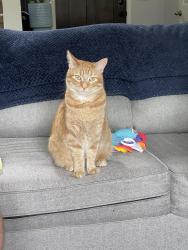 Lost Female Cat last seen Atlantic and San Pablo, Jacksonville, FL 32224