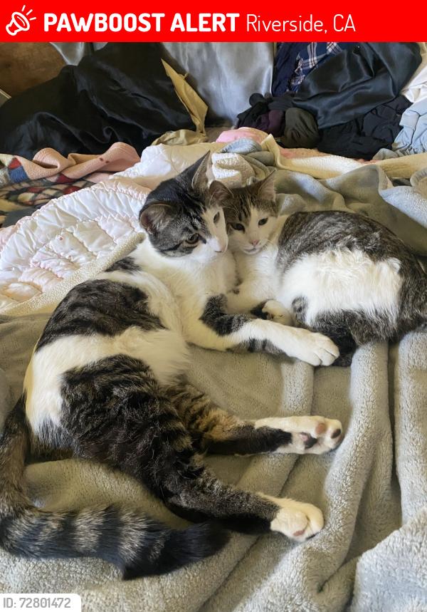 Lost Male Cat last seen Arlington and Durango, Riverside, CA 92506