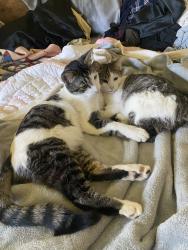 Lost Male Cat last seen Arlington and Durango, Riverside, CA 92506