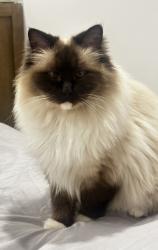 Lost Female Cat last seen Crispe park, Reservoir, VIC 3073