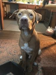 Lost Male Dog last seen Hiway 101, Mason County, WA 98555