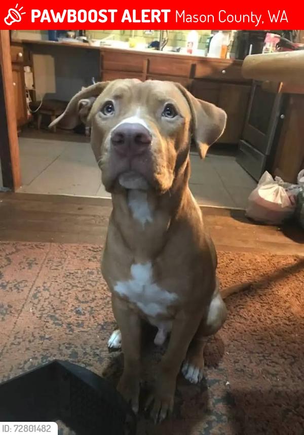 Lost Male Dog last seen Hiway 101, Mason County, WA 98555