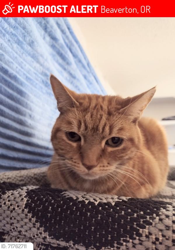 Lost Male Cat last seen Birch Pointe apmts,  closest to Tanasbrook cndmniums , Beaverton, OR 97006
