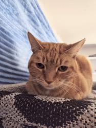 Lost Male Cat last seen Birch Pointe apmts,  closest to Tanasbrook cndmniums , Beaverton, OR 97006