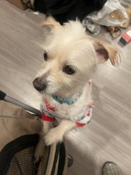 Lost Male Dog last seen Seaport Village at Ruocco Park at north end of Seaport, San Diego, CA 92101