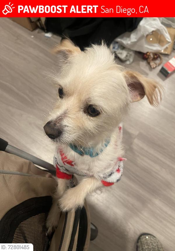 Lost Male Dog last seen Seaport Village at Ruocco Park at north end of Seaport, San Diego, CA 92101