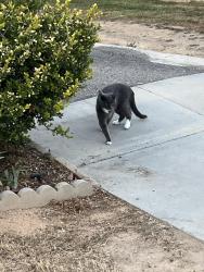 Found/Stray Unknown Cat last seen Canyon Park, Costa Mesa, CA 92627