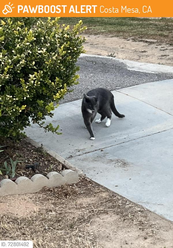 Found/Stray Unknown Cat last seen Canyon Park, Costa Mesa, CA 92627