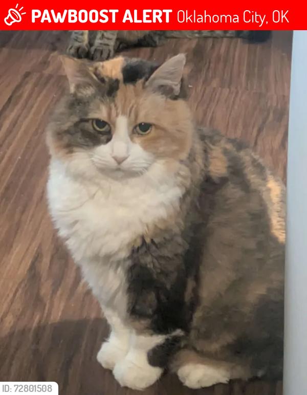 Lost Female Cat last seen SW 69th St, Oklahoma City, OK 73159, Oklahoma City, OK 73139