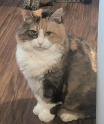 Lost Female Cat last seen SW 69th St, Oklahoma City, OK 73159, Oklahoma City, OK 73139