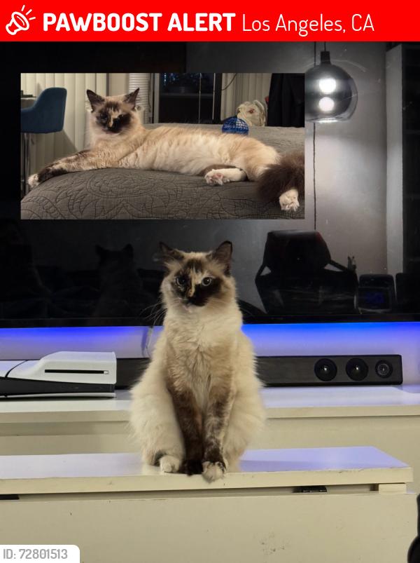 Lost Female Cat last seen Butler ave and Rochester Ave, Los Angeles, CA 90025