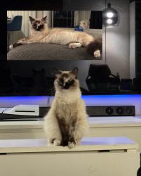 Lost Female Cat last seen Butler ave and Rochester Ave, Los Angeles, CA 90025