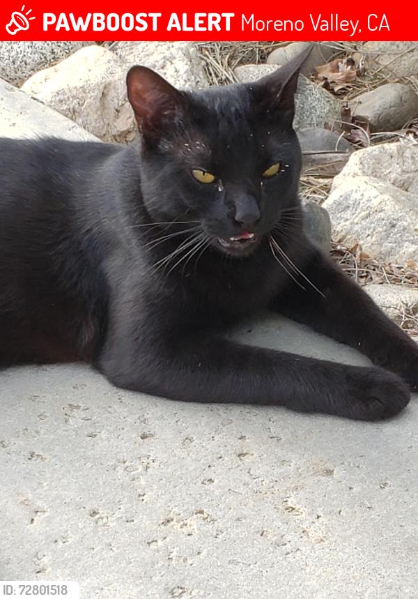 Lost Male Cat last seen Kalmia Ave and slawson by Palm middle school by ironwood , Moreno Valley, CA 92557
