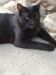 Lost Male Cat last seen Kalmia Ave and slawson by Palm middle school by ironwood , Moreno Valley, CA 92557