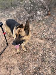 Found/Stray Unknown Dog last seen Hipcamp Goolabri, Sutton, NSW 2620