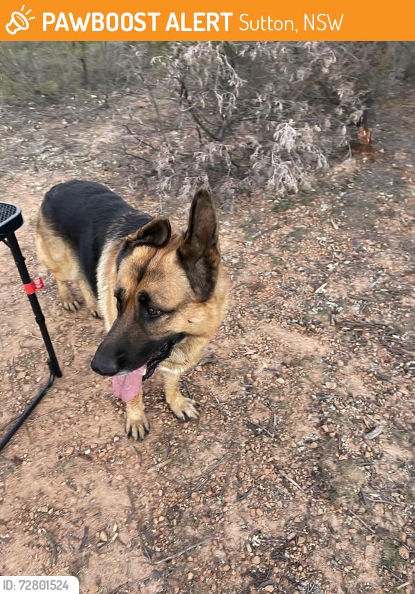 Found/Stray Unknown Dog last seen Hipcamp Goolabri, Sutton, NSW 2620