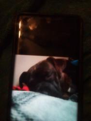 Lost Male Dog last seen Grassy valley road, Gray, TN 37615