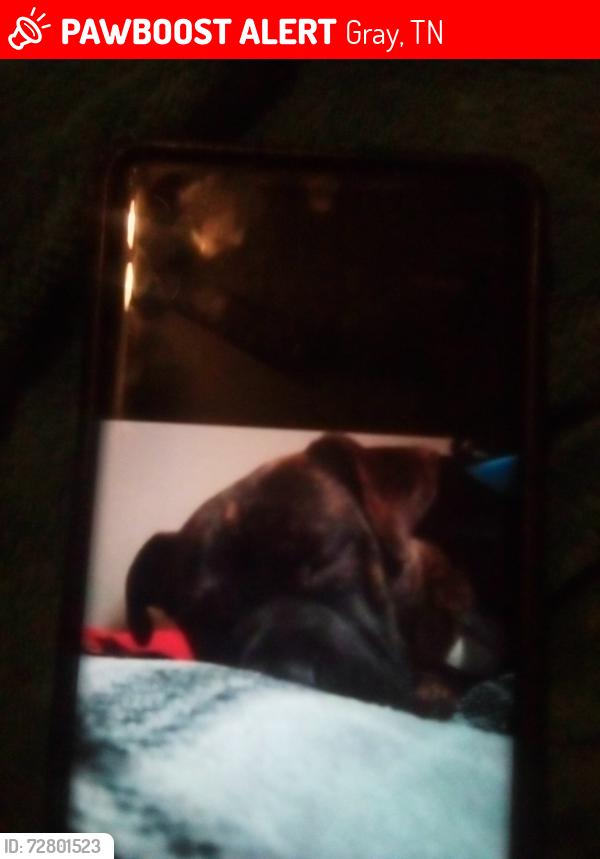 Lost Male Dog last seen Grassy valley road, Gray, TN 37615