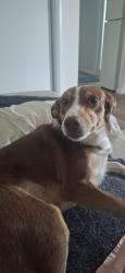 Lost Female Dog last seen Bogangar public school, Bogangar, NSW 2488